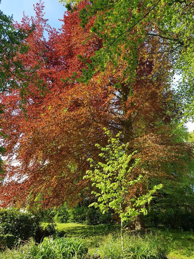 Saint-Étienne-au-Mont Le Plein Air Bed & Breakfast エクステリア 写真